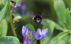 Habropoda tristissima