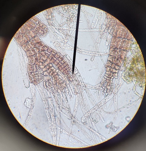 Polysiphonia hendryi observed 2024-03-31