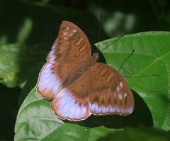 Tanaecia flora