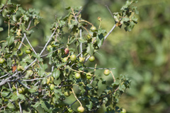 Prunus ilicifolia ilicifolia