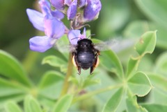 Habropoda tristissima