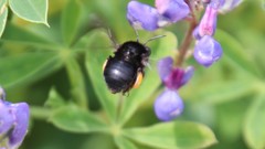 Habropoda tristissima