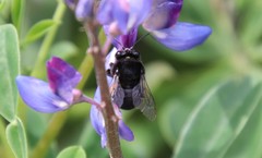 Habropoda tristissima