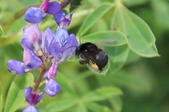 Habropoda tristissima