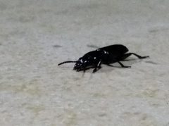 Coleoptera