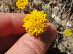 Chaenactis glabriuscula