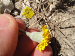 Chaenactis glabriuscula