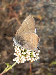 Satyrium tetra