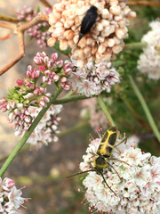 Triodoclytus lanifer