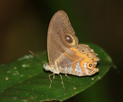 Erites angularis