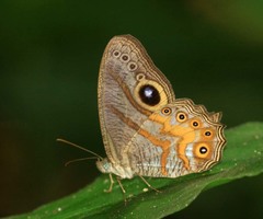 Erites angularis