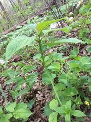 Collinsonia canadensis