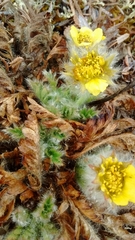 Geum glaciale