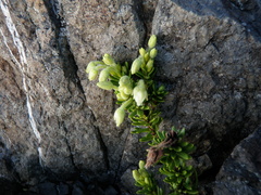 Phyllodoce glanduliflora