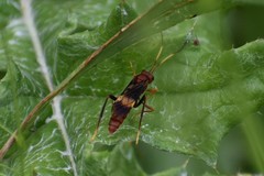 Trogomorpha arrogans