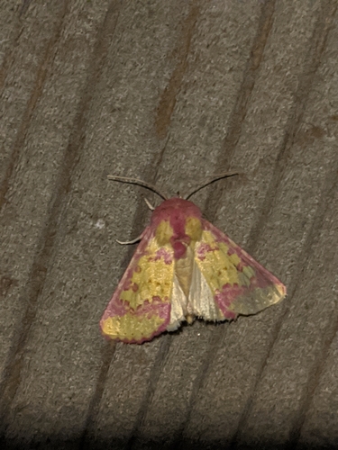 Pink Prairie Moth photo 5