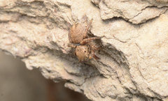 Habronattus borealis