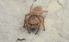 Habronattus borealis