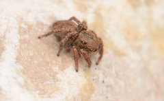 Habronattus borealis