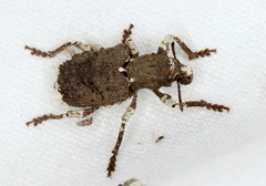 Aesiotes leucurus