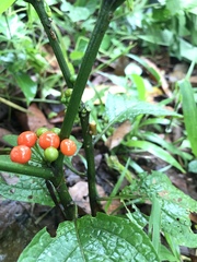 Witheringia solanacea