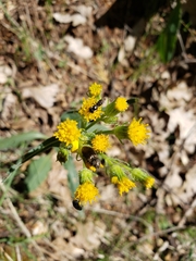 Senecio integerrimus major