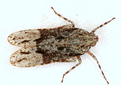 Erilla turneri