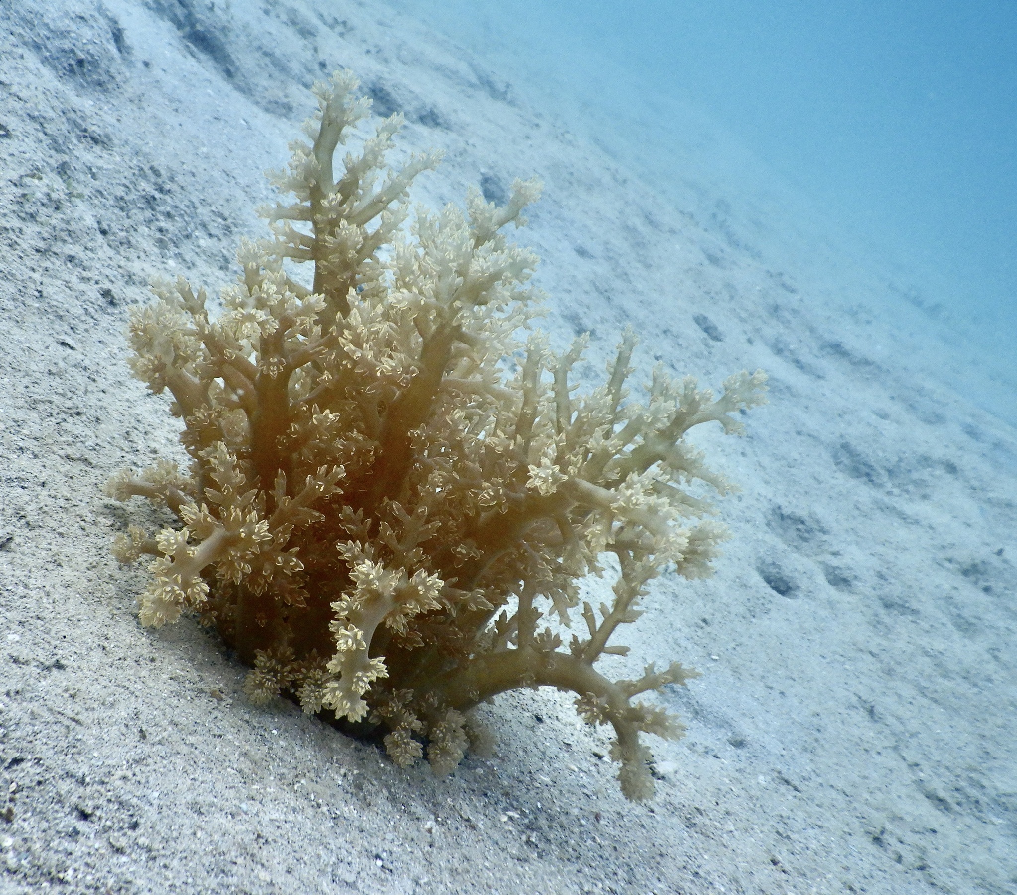 Actinodendron arboreum (Quoy & Gaimard, 1833)