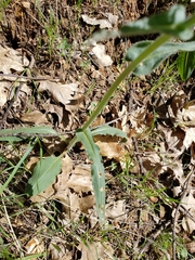 Senecio integerrimus major