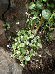 Meconella denticulata