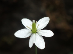 Meconella denticulata