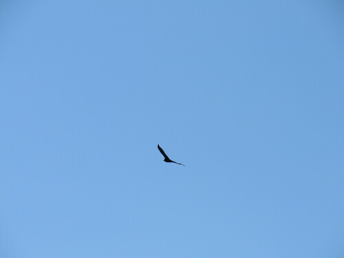 Turkey Vulture photographed in Colorado