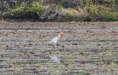 Bubulcus ibis coromandus