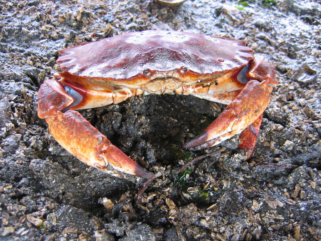 Red Rock Crab (Savary Island ) · iNaturalist