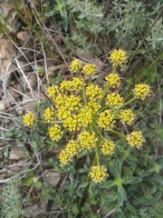 Lomatium dissectum