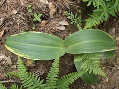 Platanthera elongata