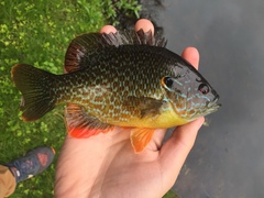 Lepomis gibbosus × cyanellus