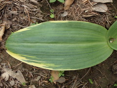 Platanthera elongata