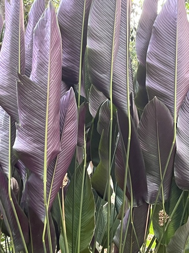 Foto de Maranta Riscada