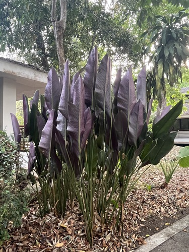 Foto de Maranta Riscada