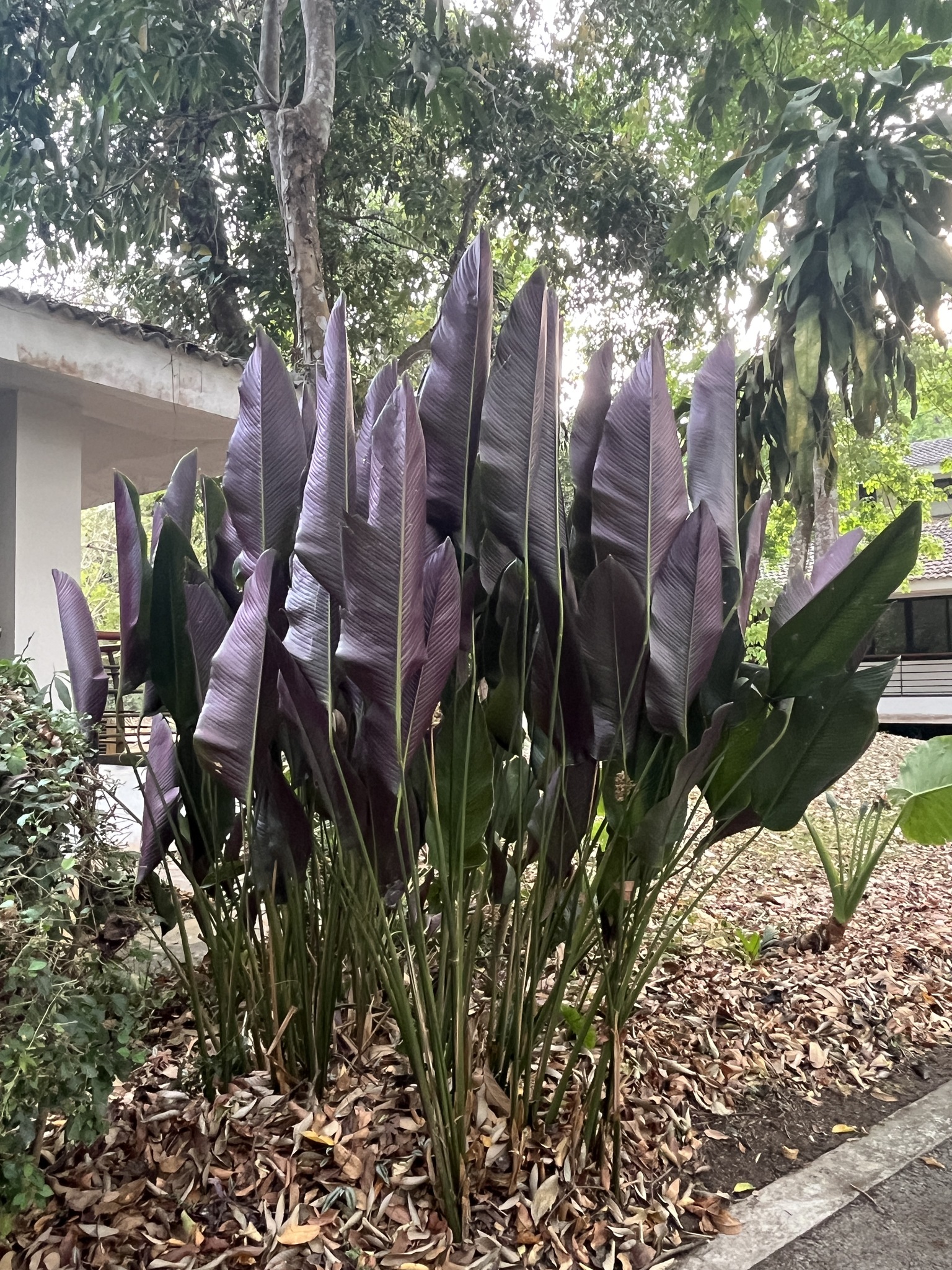 Imagem de Maranta Riscada