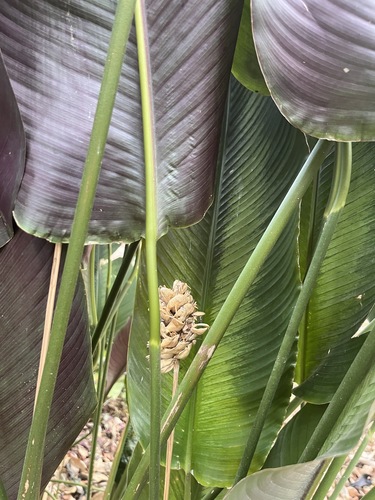 Foto de Maranta Riscada