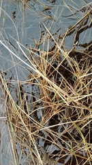 Carex chordorrhiza