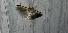 Apilocrocis brumalis