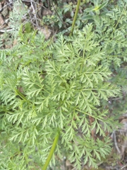 Lomatium dissectum