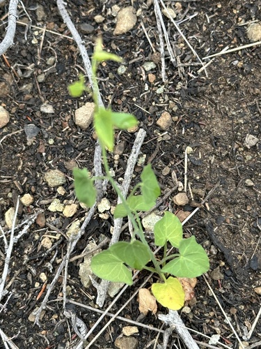 Pacific False Bindweed foliage