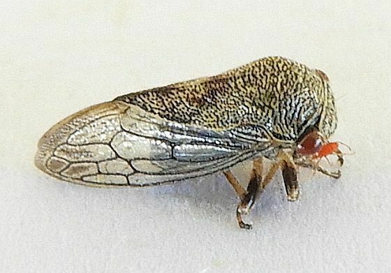 Ophiderma pallidum