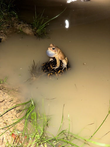 Common Box Turtle, Tennessee, US, photo 5 of 10