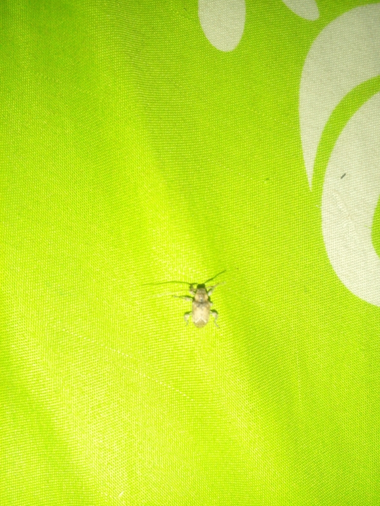 Lagocheirus araneiformis from 49900 Tecalitlán, Jal., México on May 4