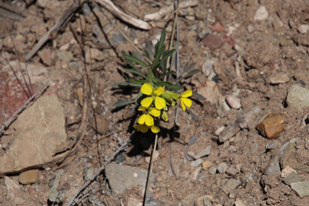 wormseed wallflower from Eagle County, CO, USA on May 4, 2024 at 12:26 ...